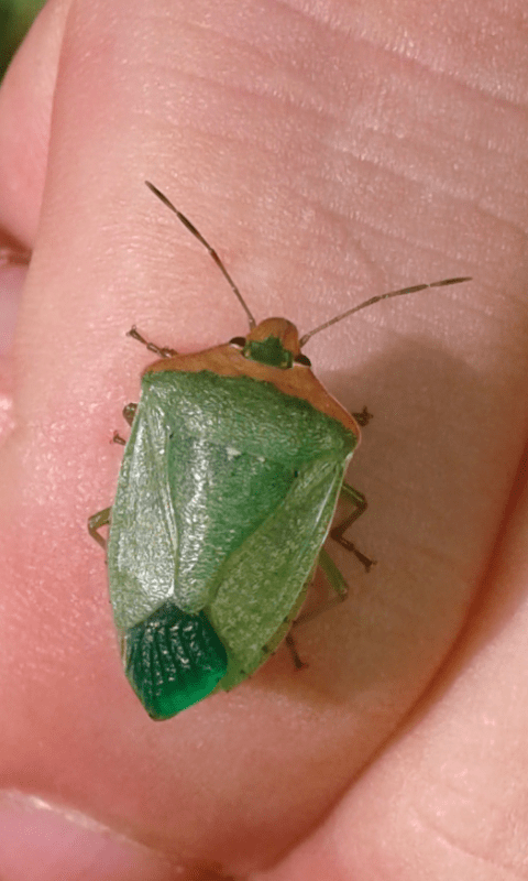 Nezara viridula f. torquata (Pentatomidae), ma...